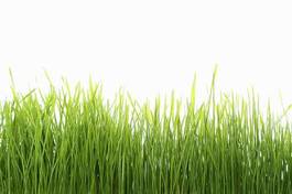 Fototapeta wzór trawa łąka pole natura