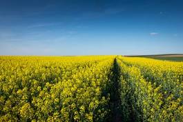 Naklejka blooming rapeseed field