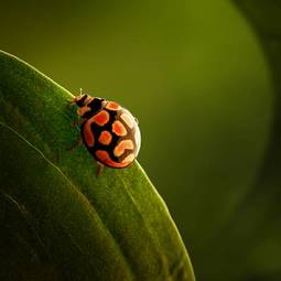 Plakat zwierzę roślina natura dzikość detal