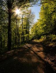 Plakat las droga słońce drzewa pejzaż