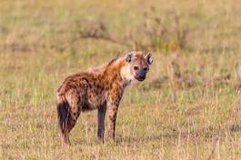 Naklejka pejzaż natura safari fauna trawa