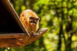 Plakat ssak natura park niedźwiedź