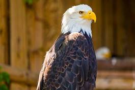 Naklejka zwierzę sea eagle duży vogel lot