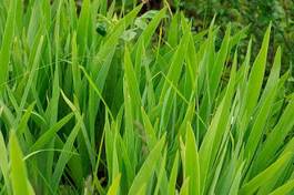 Plakat iris leaves growing in the garden.