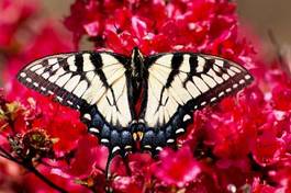 Fotoroleta motyl kwiat lato