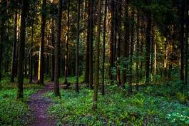 Naklejka wiejski lato park świerk natura