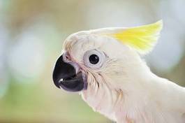 Plakat ptak oko pejzaż zwierzę pióro