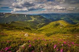 Fotoroleta natura niebo pejzaż las