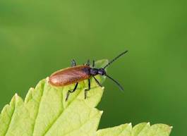 Fototapeta ogród zwierzę owad entomologia