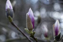 Naklejka gałązka magnolia ogród