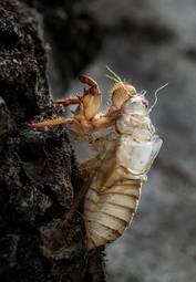 Naklejka natura zwierzę fauna