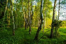 Fotoroleta rosja las pejzaż natura