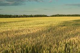 Obraz na płótnie drzewa świt pole natura niebo