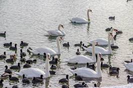 Fototapeta fauna woda pejzaż natura ptak