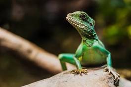 Naklejka woda natura zwierzę smok