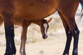 Fototapeta grzywa arabian klacz fauna ssak