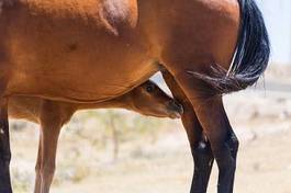 Obraz na płótnie klacz ssak arabski pastwisko koń
