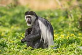 Naklejka ciało małpa ssak zwierzę portret