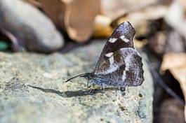 Naklejka natura motyl fauna zwierzę dziki