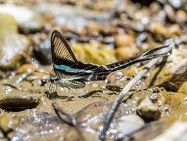 Plakat natura motyl piękny tajlandia woda