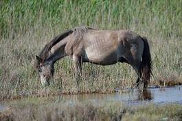 Naklejka natura koń dziki koń camargue