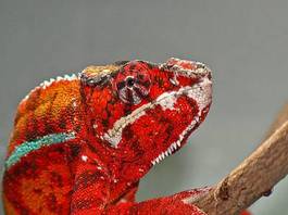 Plakat gad kameleon kolorowy czerwony terrarium
