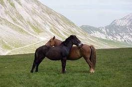 Plakat ładny koń góra miłość