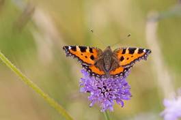 Naklejka motyl kwiat zwierzę natura latać