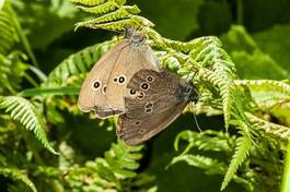 Naklejka para motyl natura lato