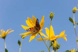 Plakat pyłek motyl kwiat dziki