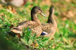 Obraz na płótnie park trawa natura lato