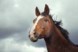 Obraz na płótnie natura grzywa koń