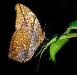 Naklejka azja natura motyl