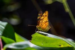 Naklejka natura motyl dziki fauna