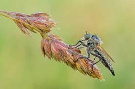 Naklejka oko zwierzę fauna ogród piękny