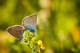 Obraz na płótnie park motyl spokojny kwiat