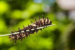 Naklejka jedzenie zwierzę motyl