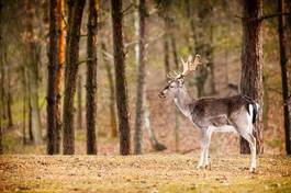 Obraz na płótnie jesień natura zwierzę ssak las