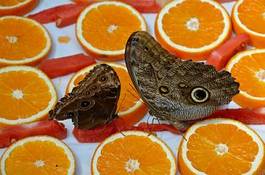 Plakat zwierzę motyl natura owoc