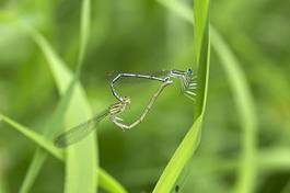 Fototapeta natura lato miłość zwierzę