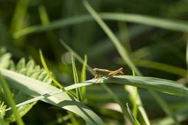 Naklejka pastwisko natura zwierzę trawa