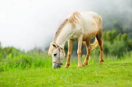 Plakat piękny koń trawa pole