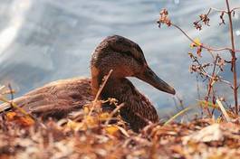 Obraz na płótnie natura para pejzaż ogród park