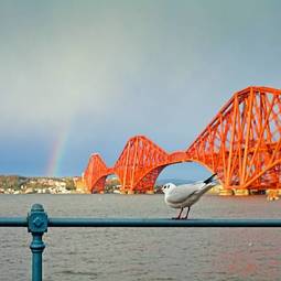 Plakat queensferry bridge forth seagull