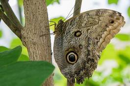 Plakat motyl zwierzę osesek