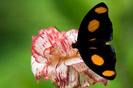Plakat zwierzę motyl nektar osesek lot