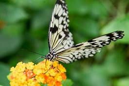 Plakat zwierzę motyl nektar