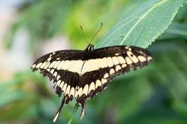 Plakat zwierzę motyl karmia skrzydło lot