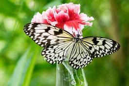 Plakat zwierzę motyl karmia nektar owad