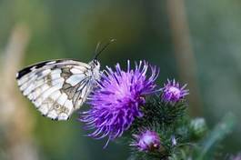 Naklejka motyl szachownica rusałkowate 